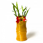 黃玉 富貴竹盆栽